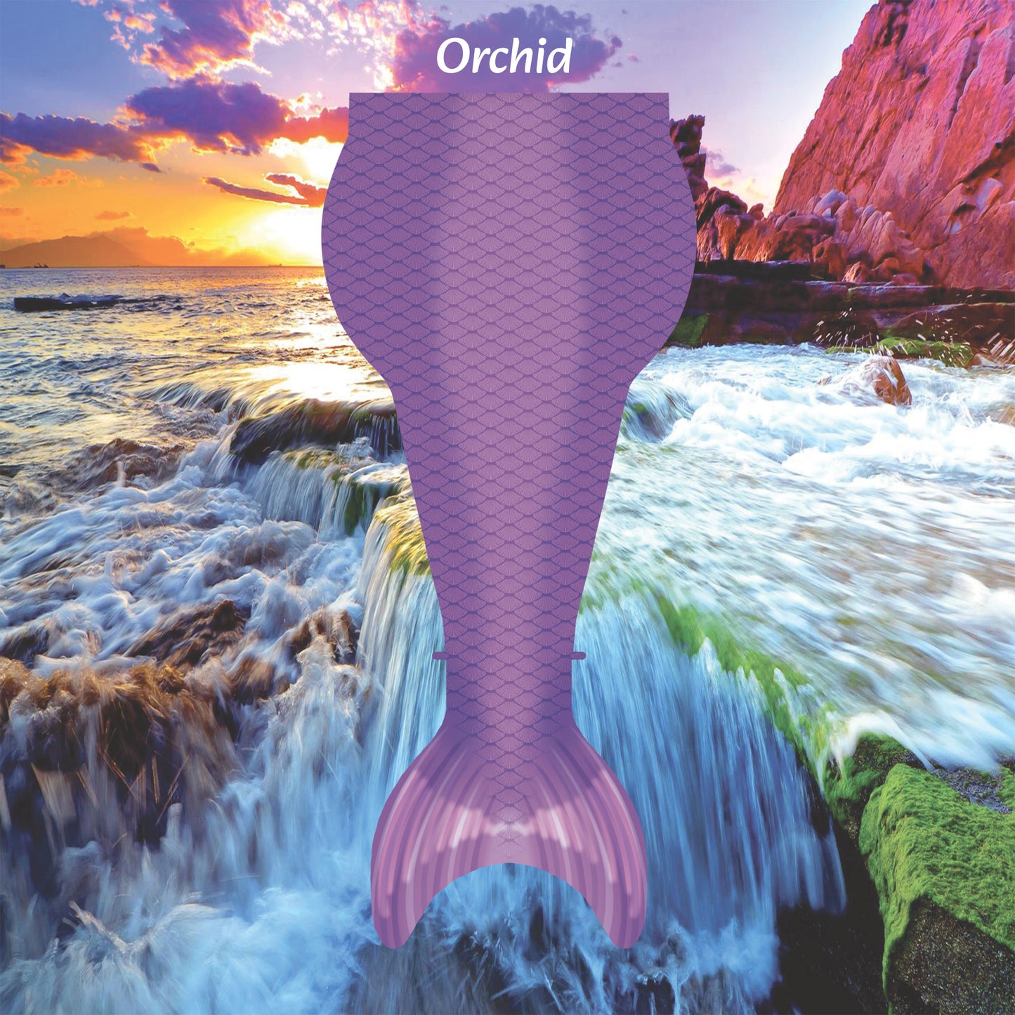 Prismatic Rainbow Tetra - Orchid